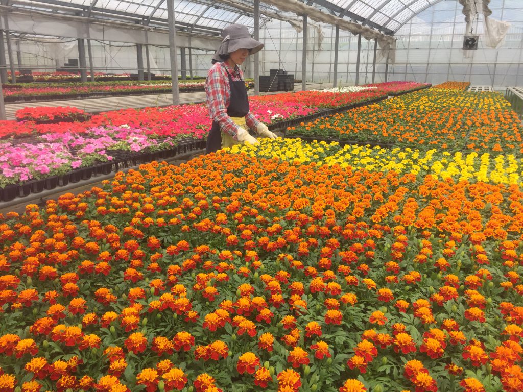 初夏でも咲き続ける新品種マリーゴールドに注目 Uda Garden事業部 株式会社アトレス