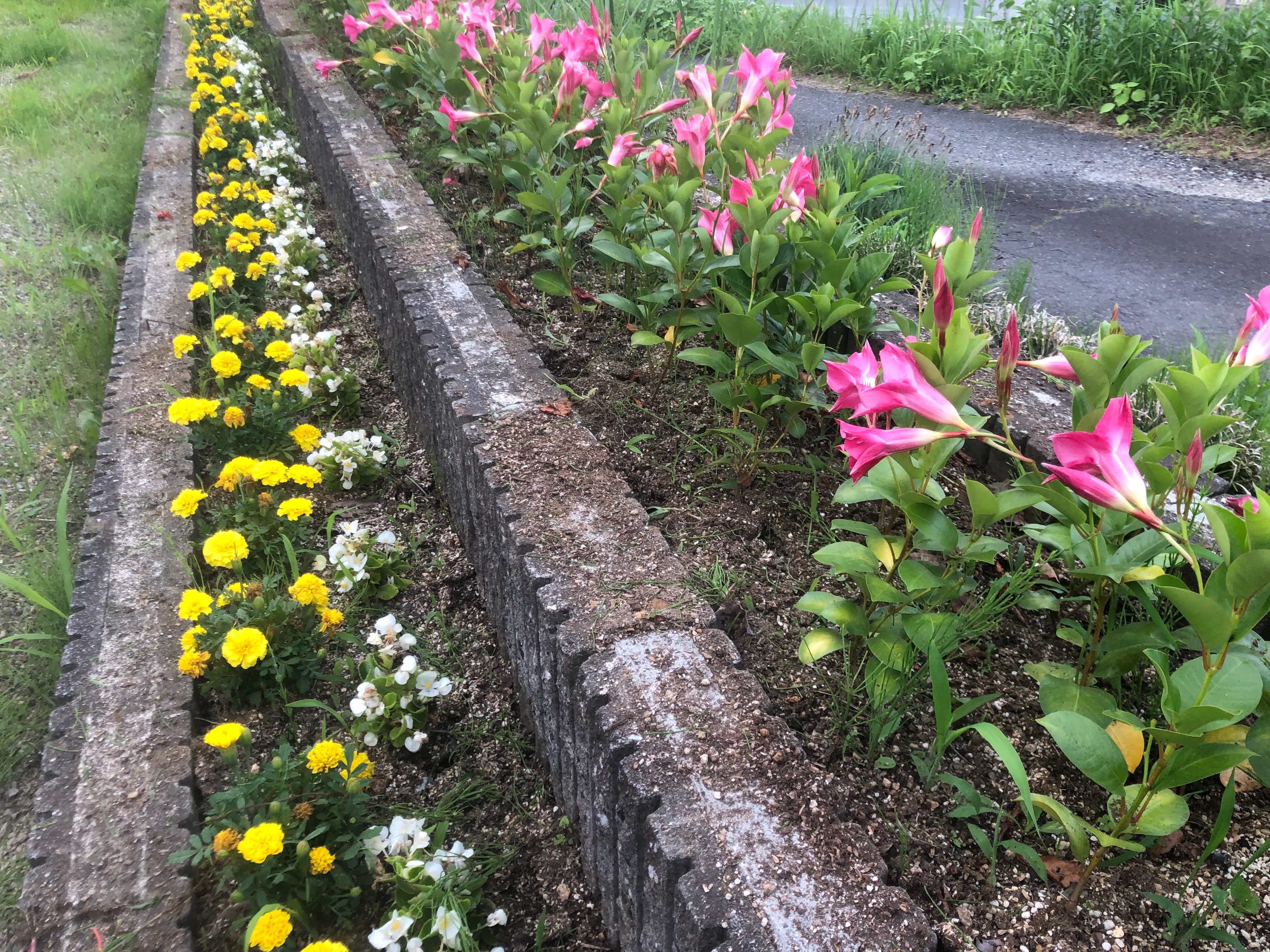 夏の花壇のお手入れ方法 マリーゴールドホットパックはこの暑さでも咲き続けています Uda Garden事業部 株式会社アトレス
