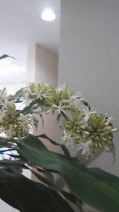 ドラセナ マッサンゲアナ 幸福の木 に花がつきました Uda Garden事業部 株式会社アトレス