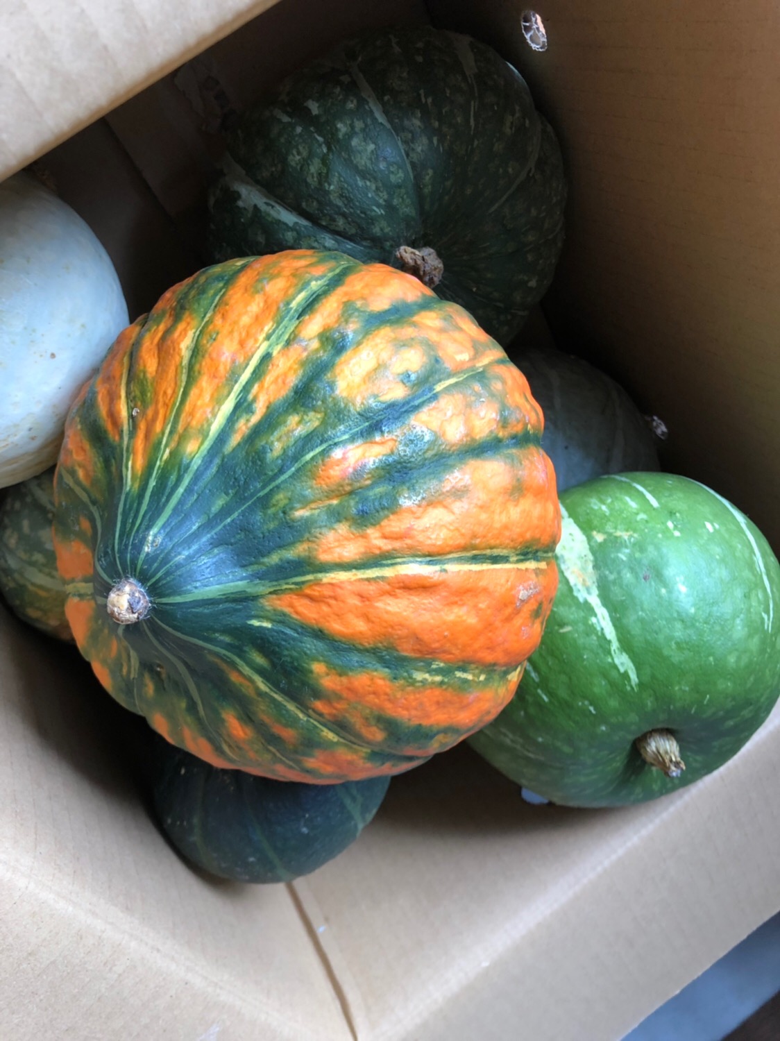 かぼちゃは今が旬です 夏に採れた秋の味覚を味わってみてください Uda Garden事業部 株式会社アトレス