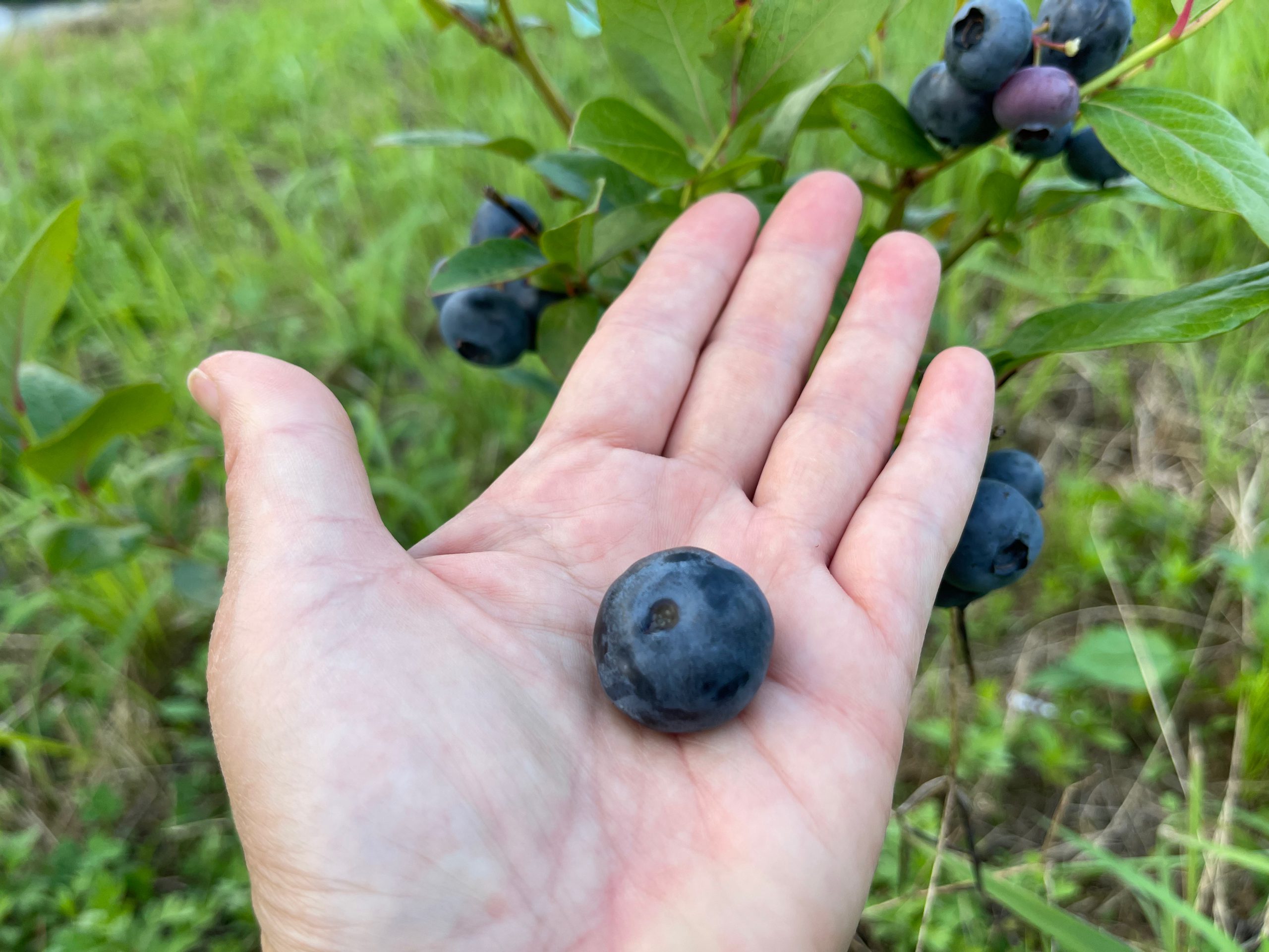 ブルーベリー品種スパルタン 100円玉の大きさの実を初収穫 美味しい Uda Garden事業部 株式会社アトレス